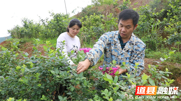 蓝莓成熟满枝头 采摘游乐正当时8_副本.jpg