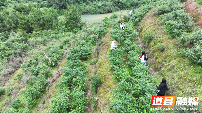 蓝莓成熟满枝头 采摘游乐正当时9_副本.jpg