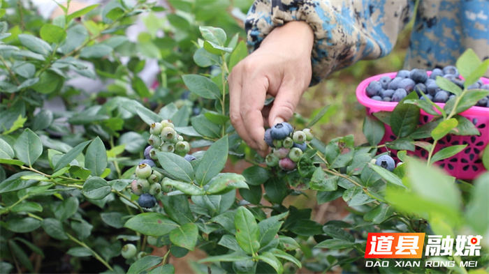蓝莓成熟满枝头 采摘游乐正当时7_副本.jpg
