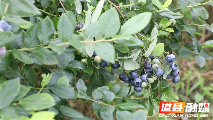 蓝莓成熟满枝头 采摘游乐正当时3_副本.jpg