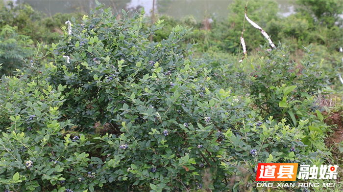 蓝莓成熟满枝头 采摘游乐正当时2_副本.jpg
