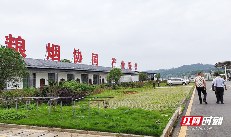 逸香烟农合作社粮烟协同。(800).png 图片