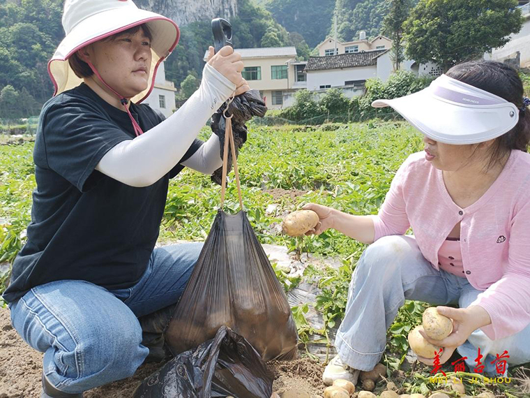 吉首市：选优“农业芯” 种下“金元宝”3.jpg