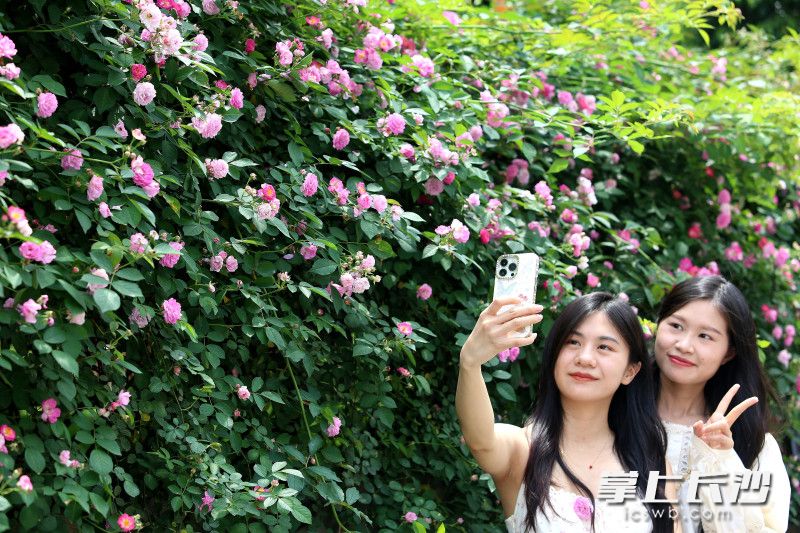 湖南烈士公园的蔷薇花美不胜收。均为长沙晚报全媒体记者 贺文兵 摄