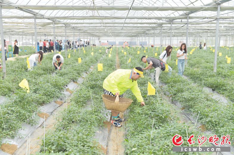 　　11日，2024湘阴县樟树港辣椒节“火辣”开启，活动宣布2024年樟树港辣椒正式上市。　　长沙晚报全媒体记者 王志伟 摄