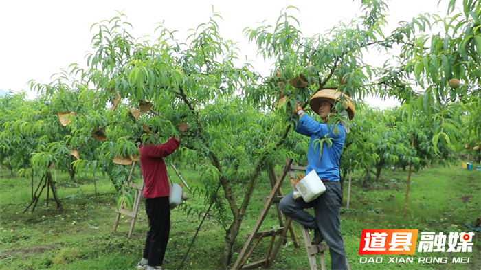 道县：抢抓时节为黄桃穿防虫“衣”1_副本.jpg