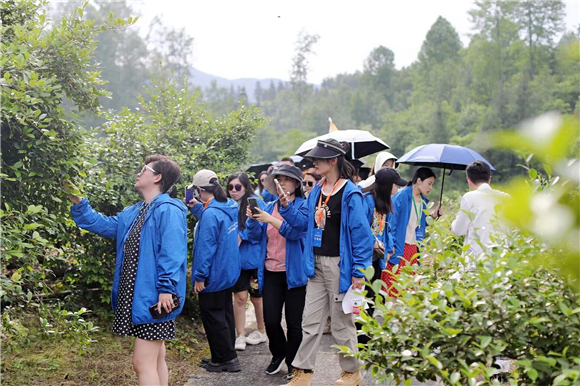 记者们在油茶基地采访。彭水县委宣传部供图