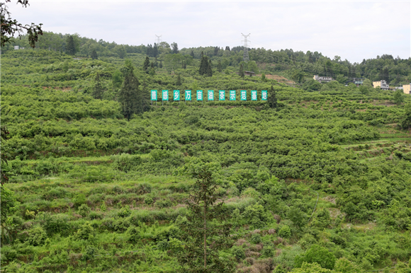 万亩油茶基地。彭水县委宣传部供图