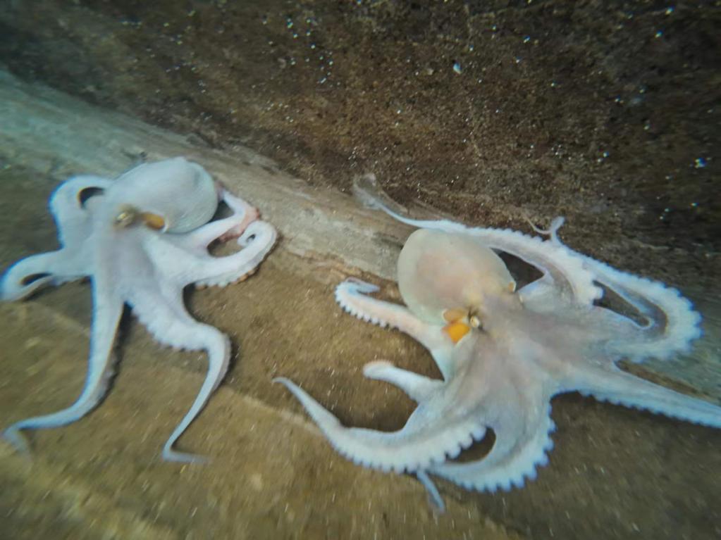 新华全媒+ | 耕海牧渔，“海上粮仓”种出新成果