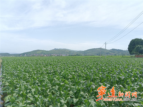 宁远：乡村里的“致富叶”_副本500.jpg