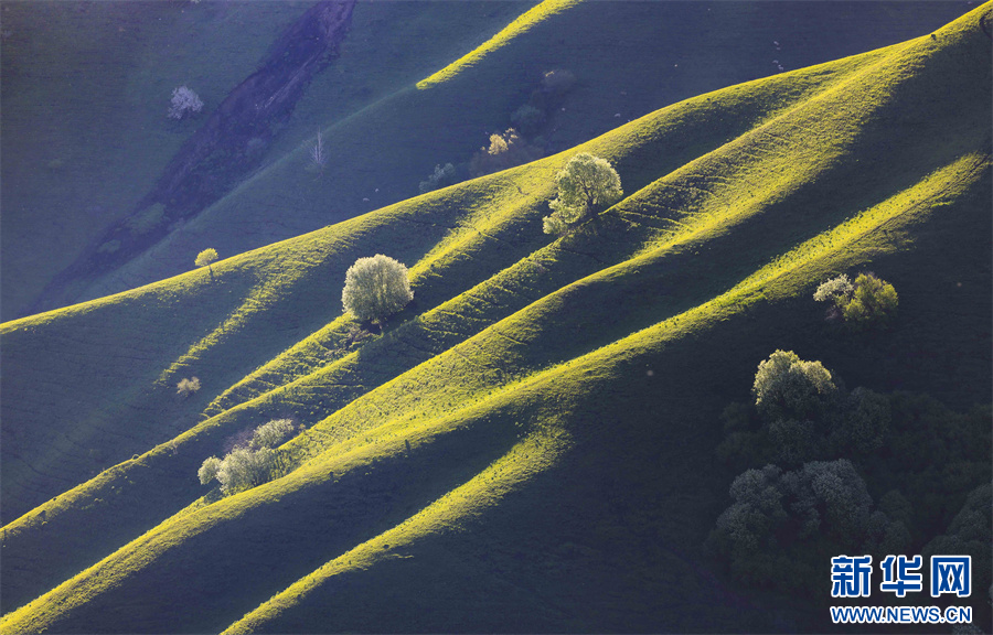新疆那拉提草原：光影画卷醉游人