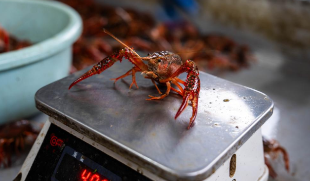 组图丨南县：小龙虾带动大产业