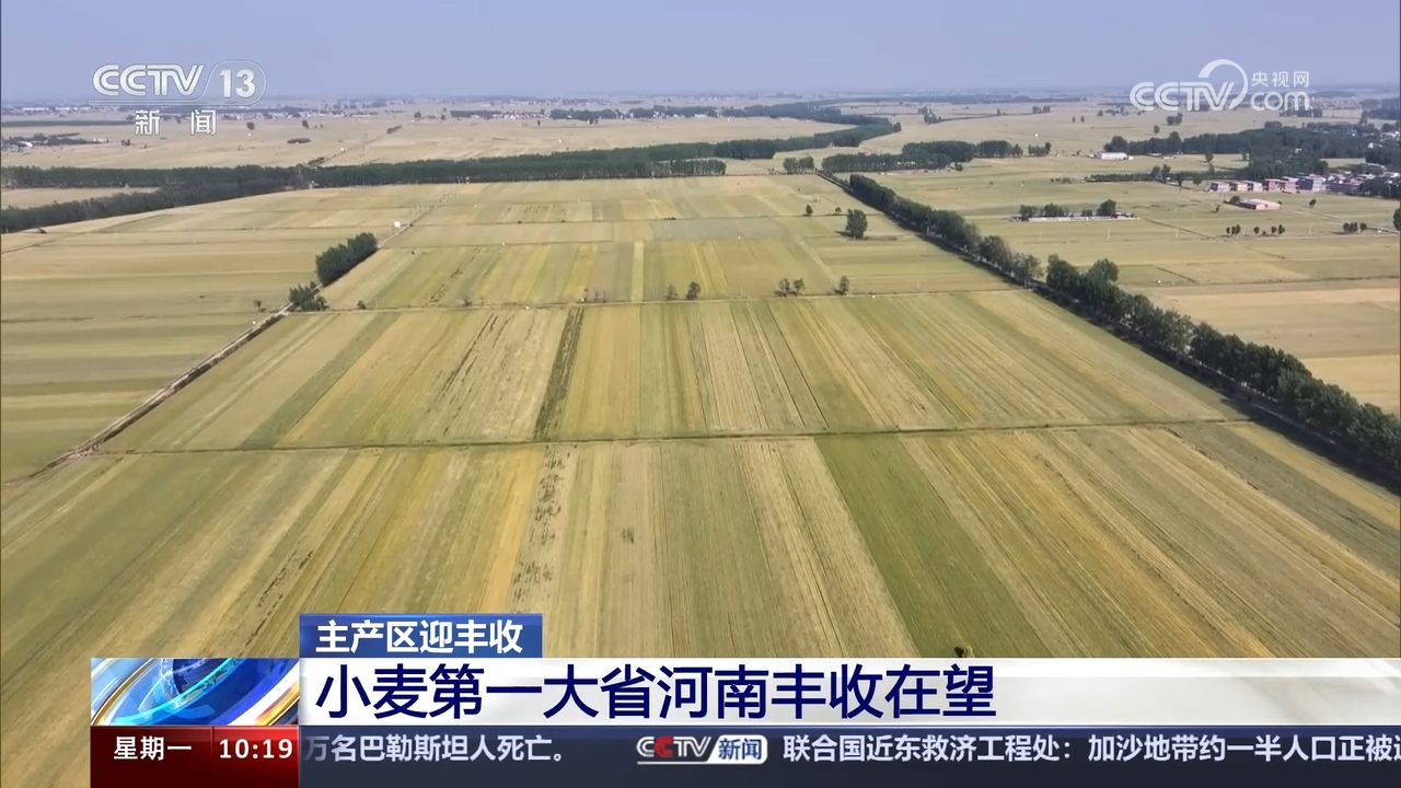 小麦主产区丰收在望 多措并举确保夏粮颗粒归仓