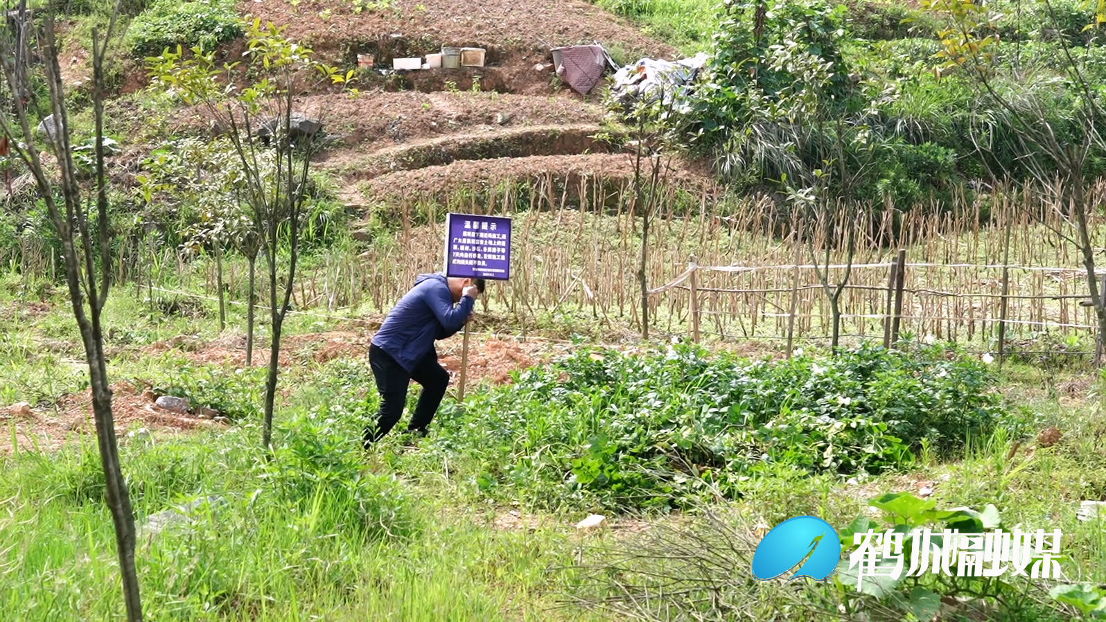 鹤城区绿化林地升级.mp4_20240521_161012.854 - 副本.jpg