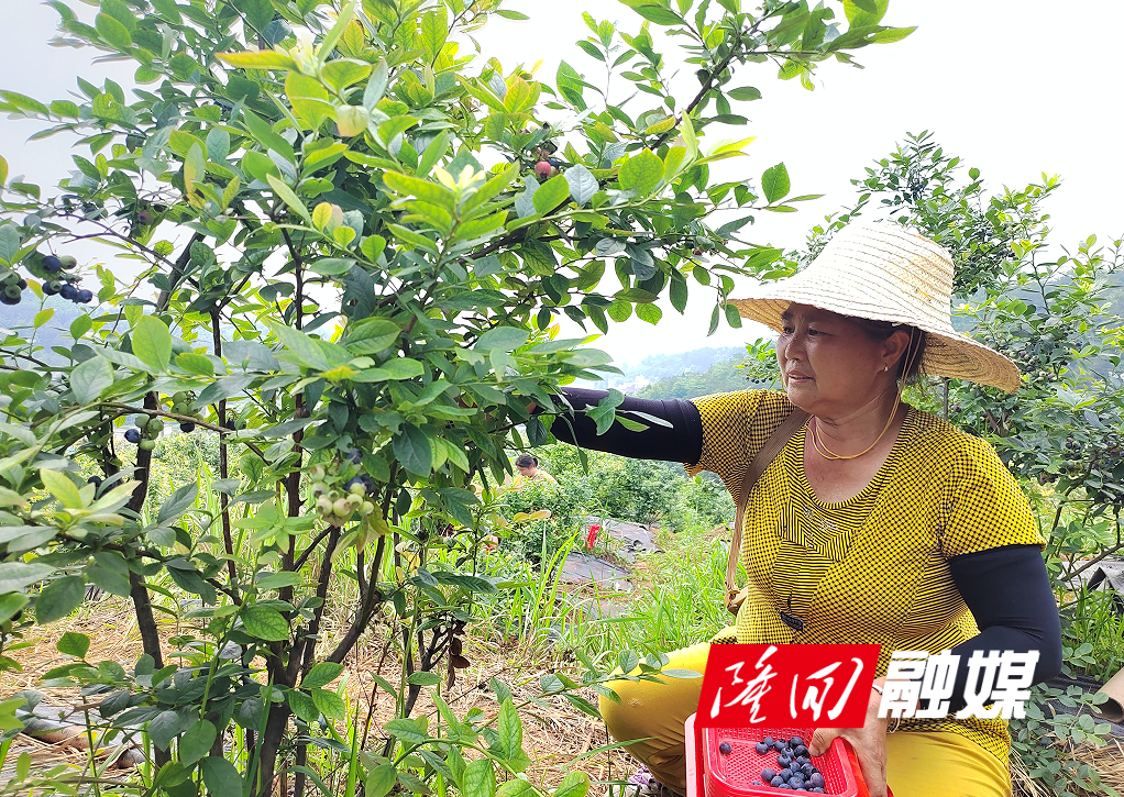 隆回：以产业发展带动农民就业 以就业帮扶助推产业发展(图1)