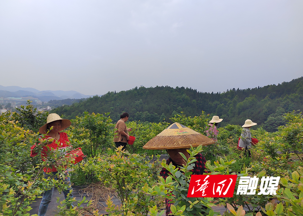 隆回：以产业发展带动农民就业 以就业帮扶助推产业发展(图2)