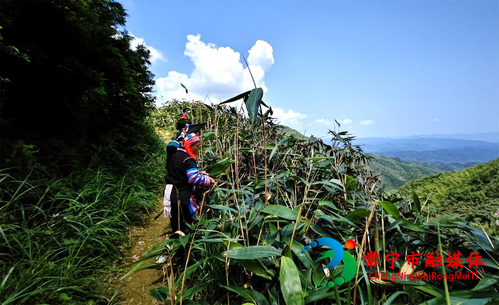 两万亩野生蓼叶1.jpg