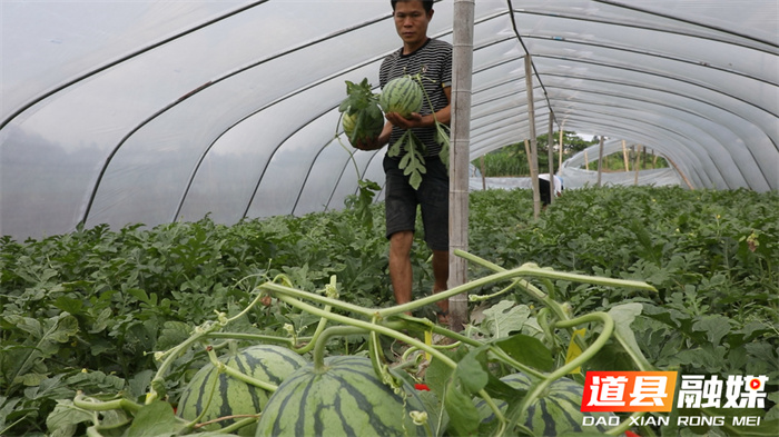 道县：头茬西瓜甜蜜上市 瓜农迎来丰收季4_副本.jpg