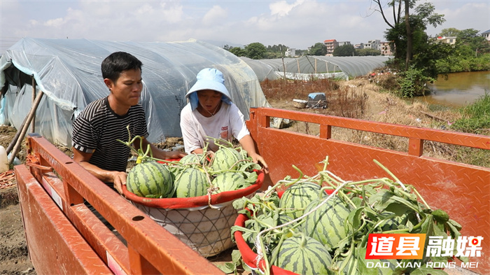 道县：头茬西瓜甜蜜上市 瓜农迎来丰收季5_副本.jpg