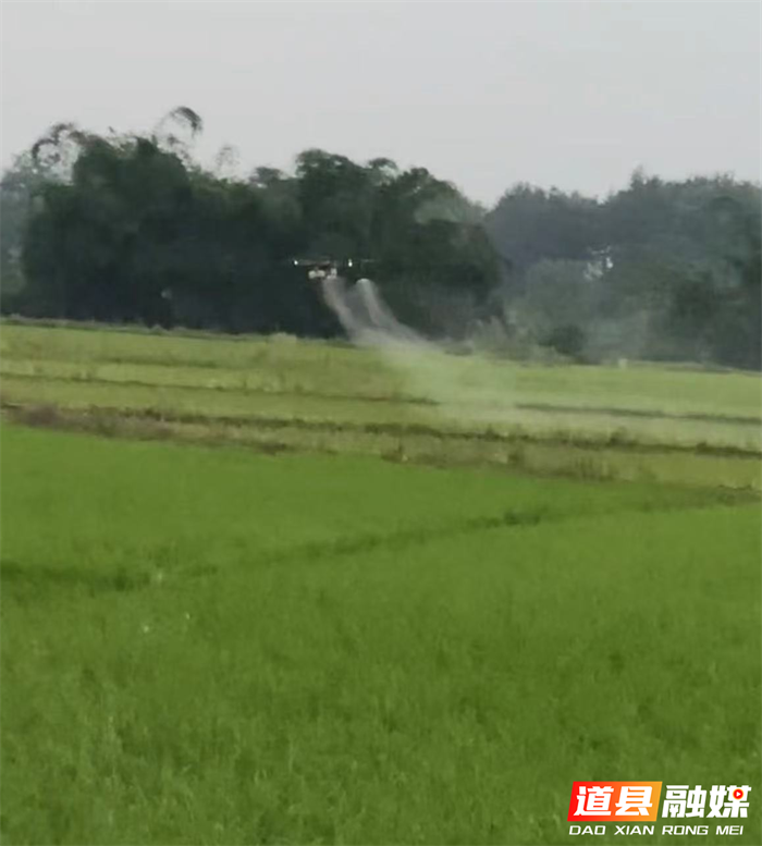 道县东门街道：植保机喷洒农药 科技助农提质增效2_副本2.png