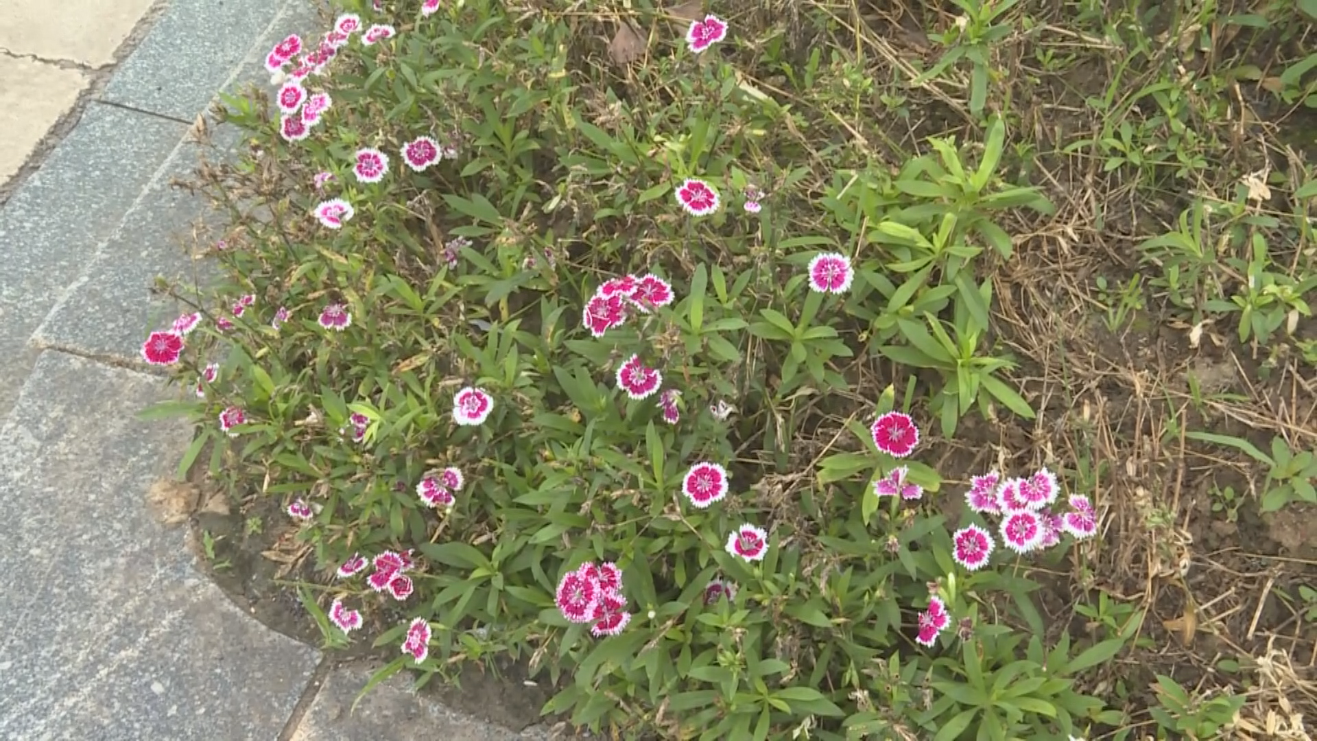 时花种植-2.bmp