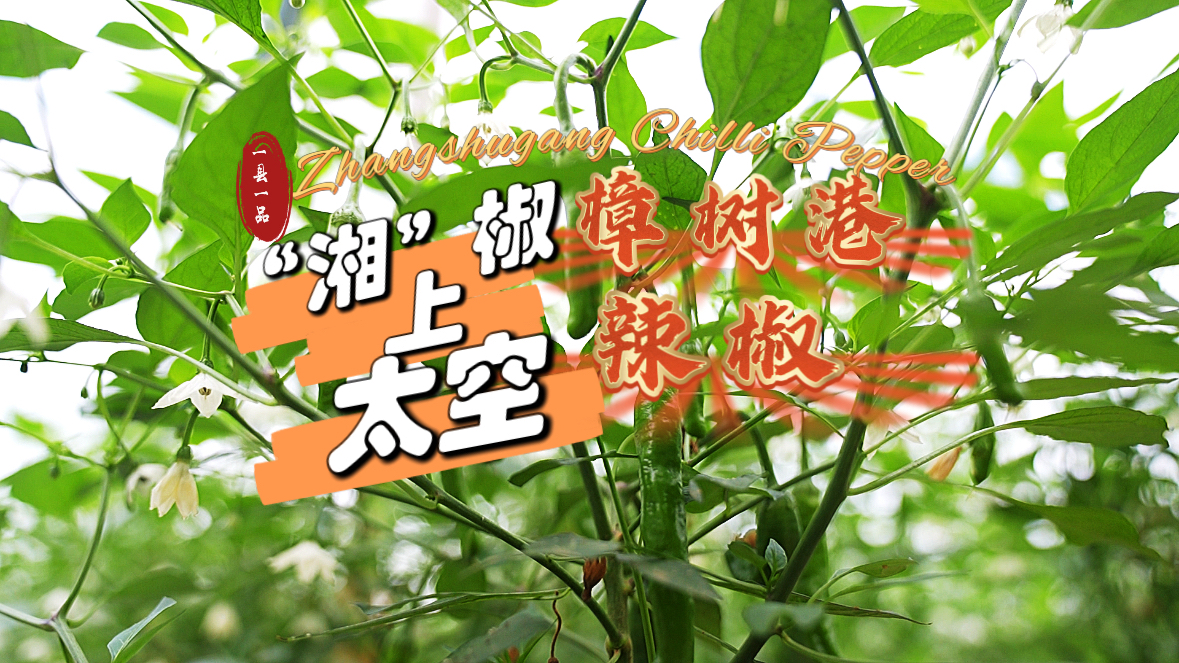 Zhangshugang Pepper, is a variety of Hunan-produced chilli pepper that has been to the space