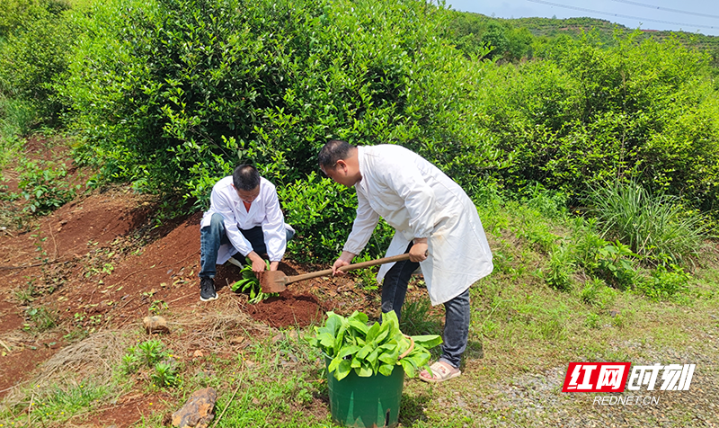 密布蚜茧蜂“僵蚜”的苗株，被植入果园。.png