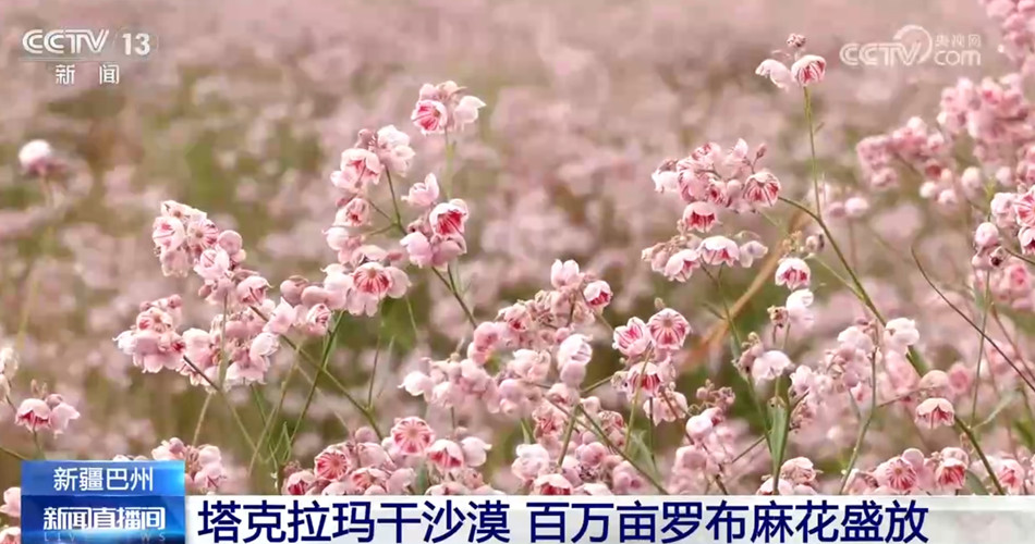 “沙漠花开”美景醉游人 新疆尉犁县百万亩罗布麻花盛放