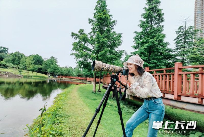 只要有空，李艳就会来到圭塘河畔，拍摄河畔的鸟类。 长沙晚报全媒体记者 周游 摄