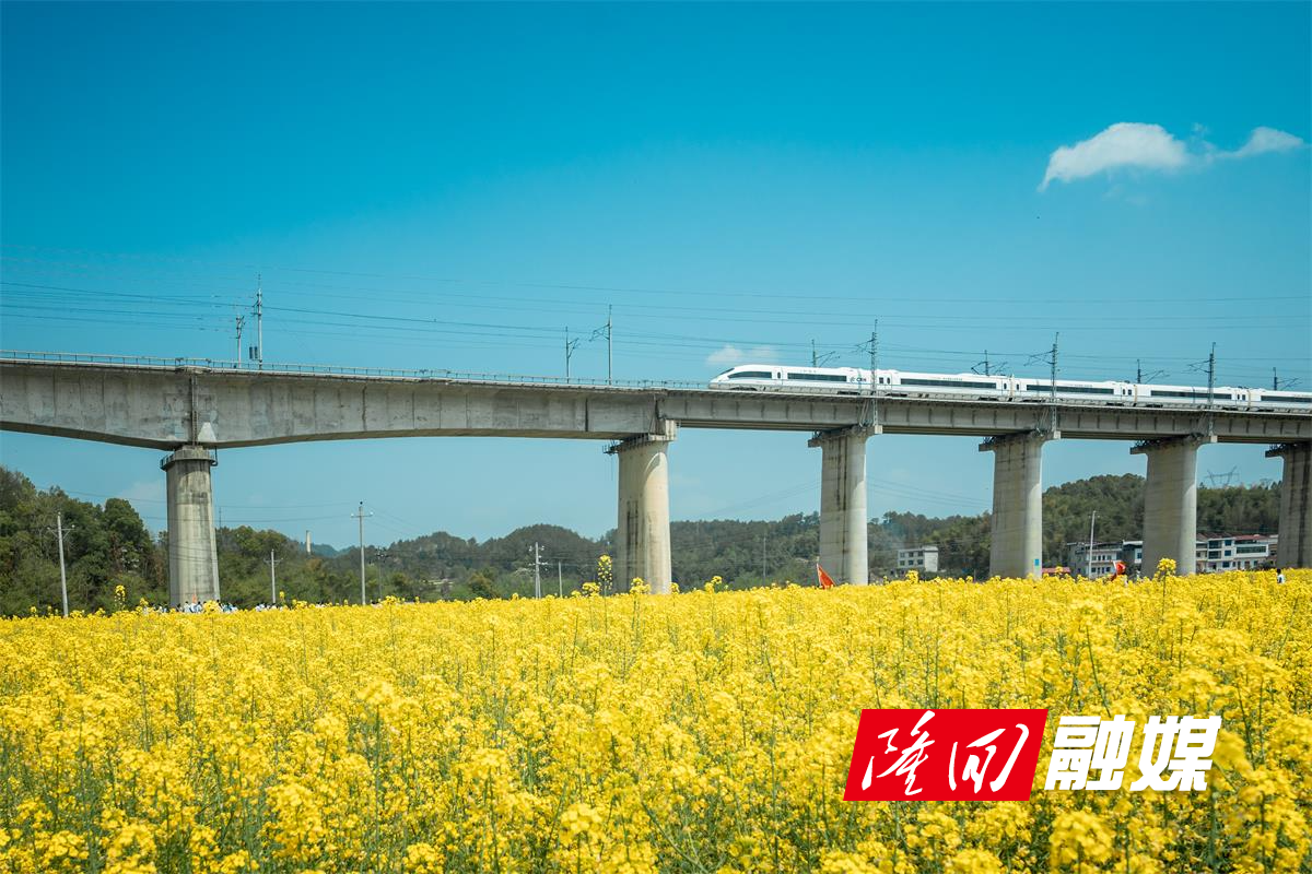 花海列车—周鑫.jpg