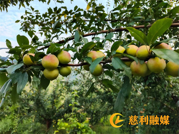 成熟中的李子_副本.jpg