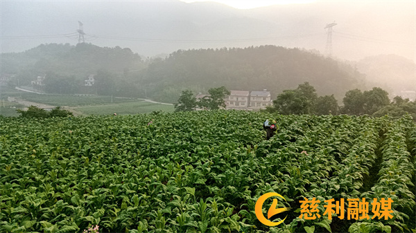 摘烟叶_副本.jpg