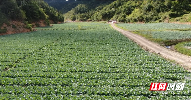 高山深谷，水果甘蓝。.png