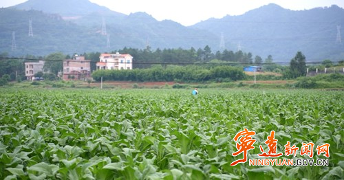 宁远：烤烟开烤工作稳步进行_副本500.jpg