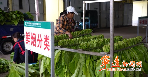 宁远：烤烟开烤工作稳步进行2_副本500.jpg