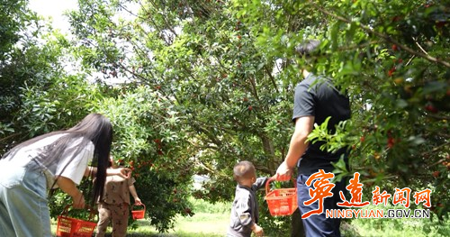宁远：杨梅喜丰收  采摘正当时2_副本500.jpg