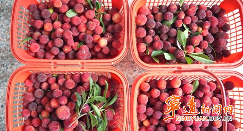 宁远：杨梅喜丰收  采摘正当时3_副本500.jpg