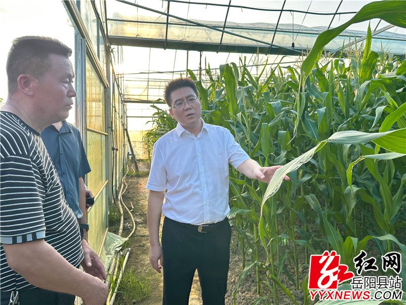 在新墙镇双枫村祥瑞农机专业合作社调研设施大棚利用情况.jpg