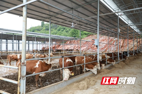 湖南新田：现代化养牛 为乡村振兴注入“牛动力”