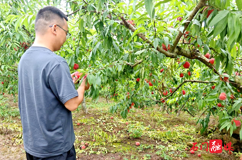 夹山镇：蜜桃成熟香溢远，线上线下销售忙1.jpg