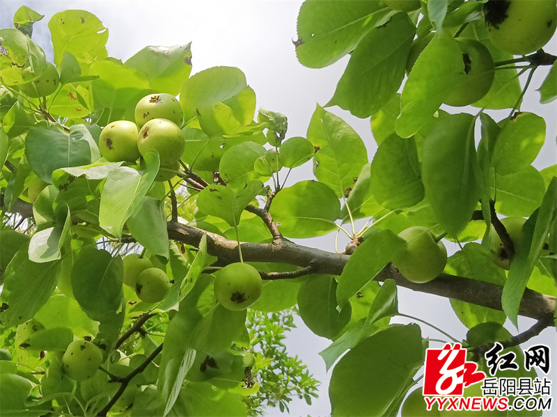 梨树挂果.jpg