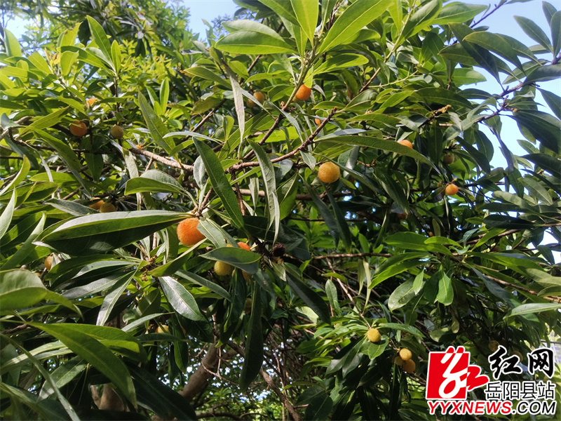 杨梅缀满枝头 (2).jpg