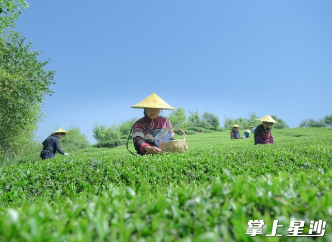 葛家山村骄杨绿茶。 葛家山村骄杨绿茶。