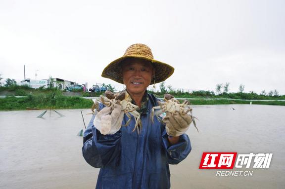 大通湖区：“六月黄”螃蟹抢“鲜”上市