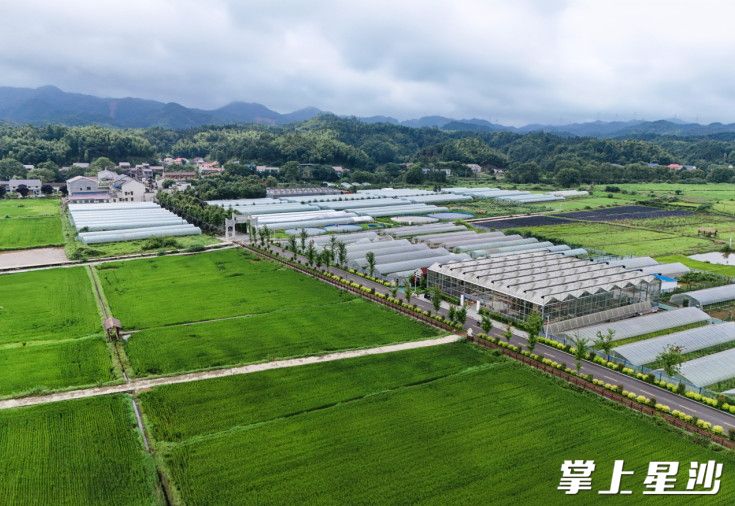 高桥镇S206农科院段，产业因路而兴，村民因路而富。章帝 摄