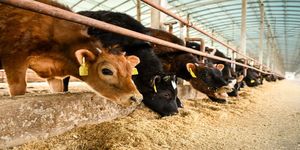 牛肉价格为何创5年新低？