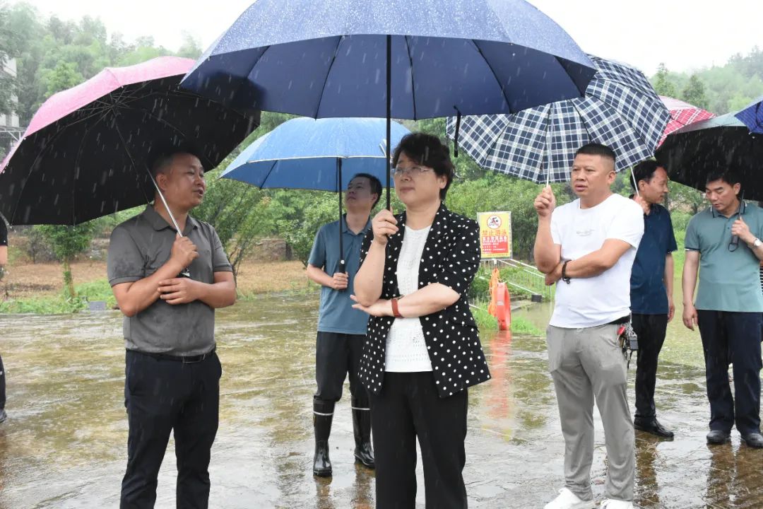 周迎春赴双清区调研指导防汛救灾、乡村振兴工作(图1)