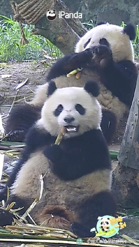 大熊猫崽崽吃竹子