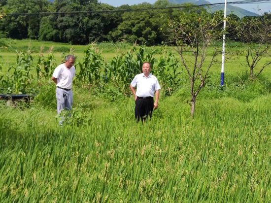 湖南零陵农技专家在田间地头查看水稻生长情况。