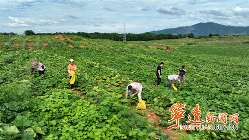 宁远：恢复耕地结硕果_副本500.jpg